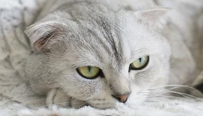 开云-《最后一舞》本可更早上映 乔丹复出奇才打乱计划